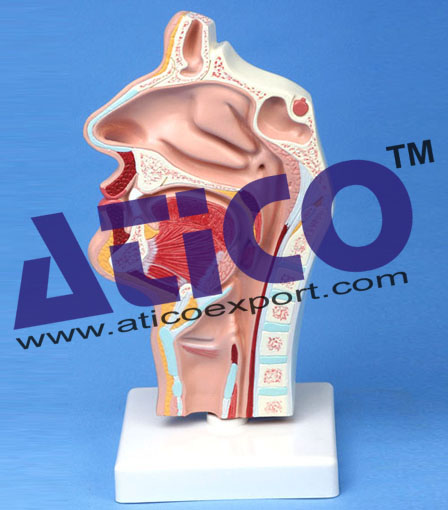 Human Nasal Cavity Model