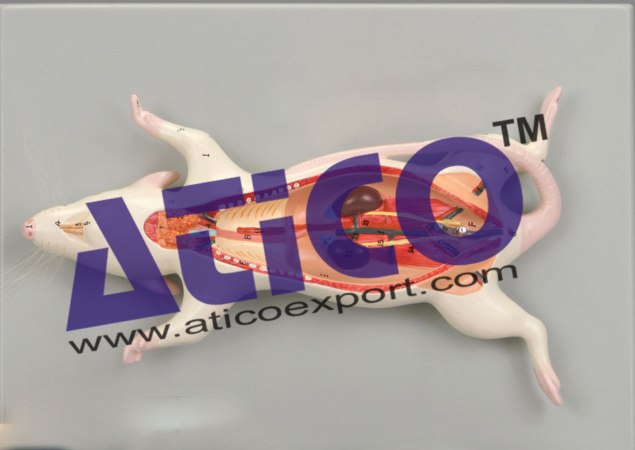 Rat Dissection Model