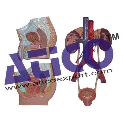 Median Section Of Male And Femal Urinary Tracts
