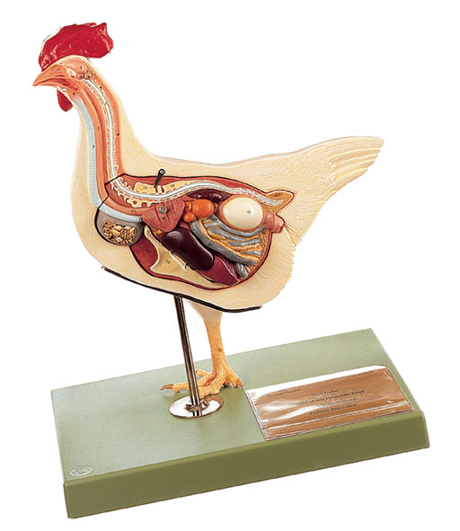 Zoology Models