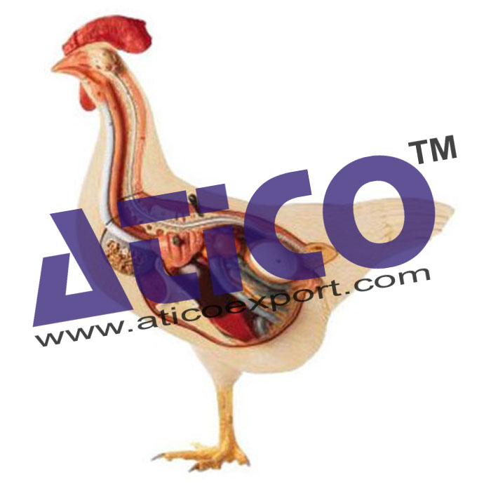 Hen Anatomy Model