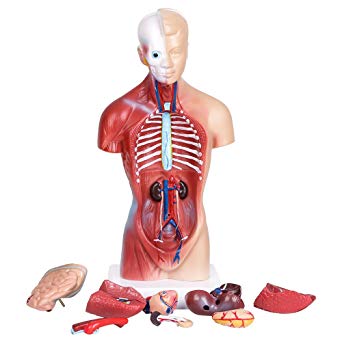 Human Anatomy Model