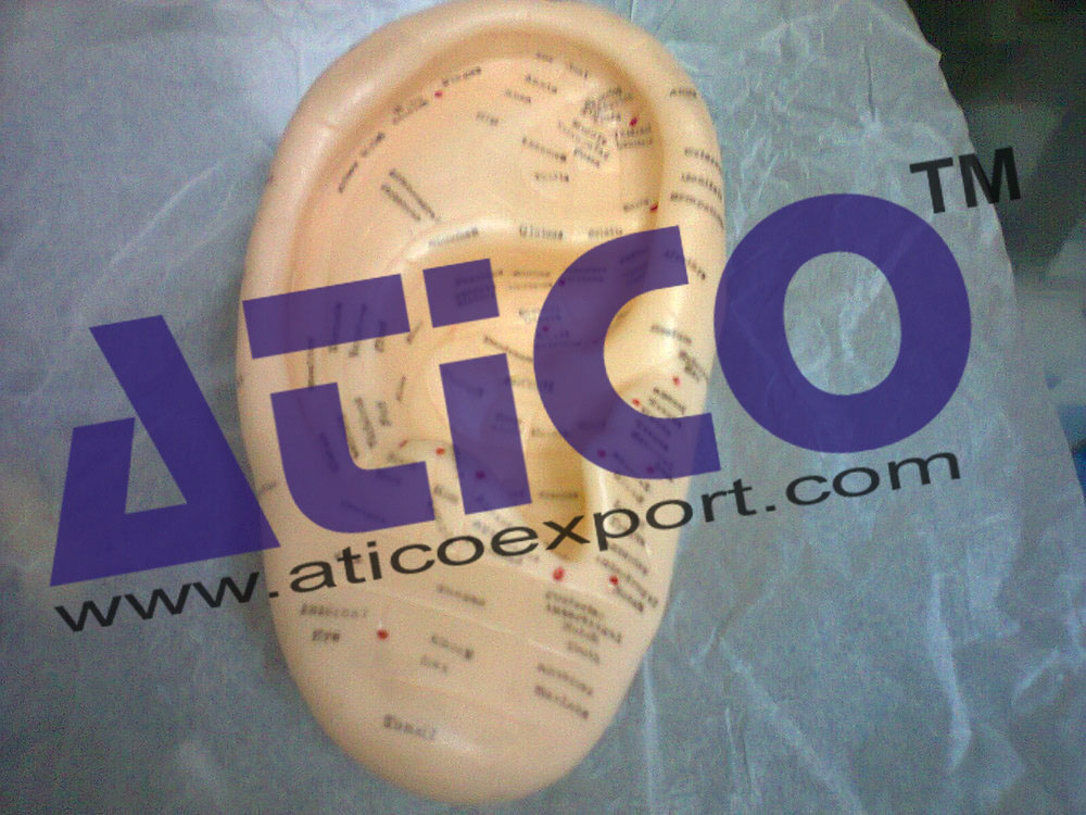 Ear Acupuncture Model