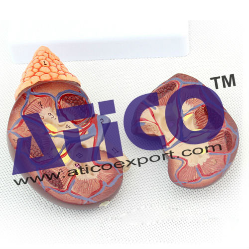 Kidney Model