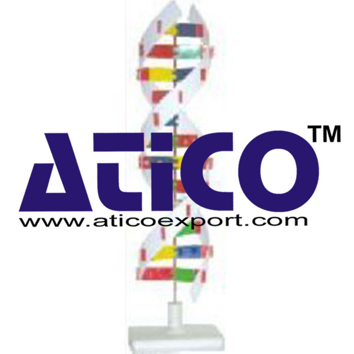 DNA Model