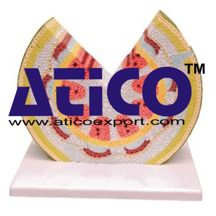 Dicot Stem Herbaceous