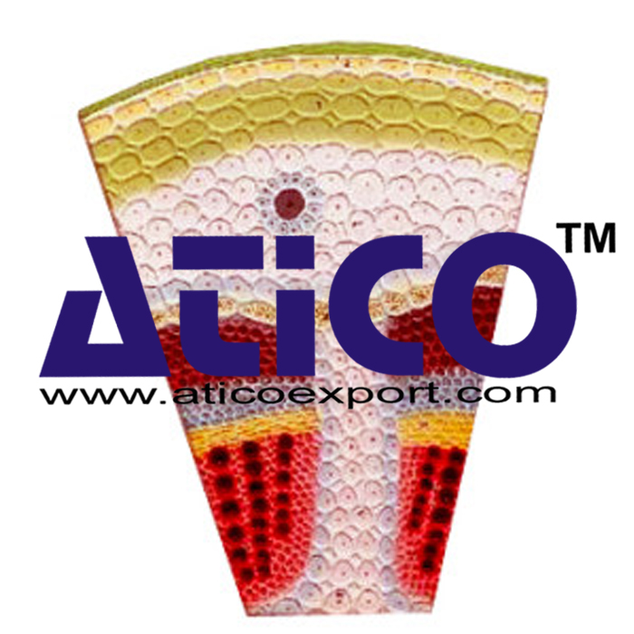 Dicot Stem T.s