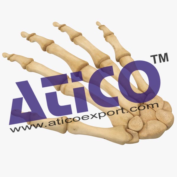 Hand Bones