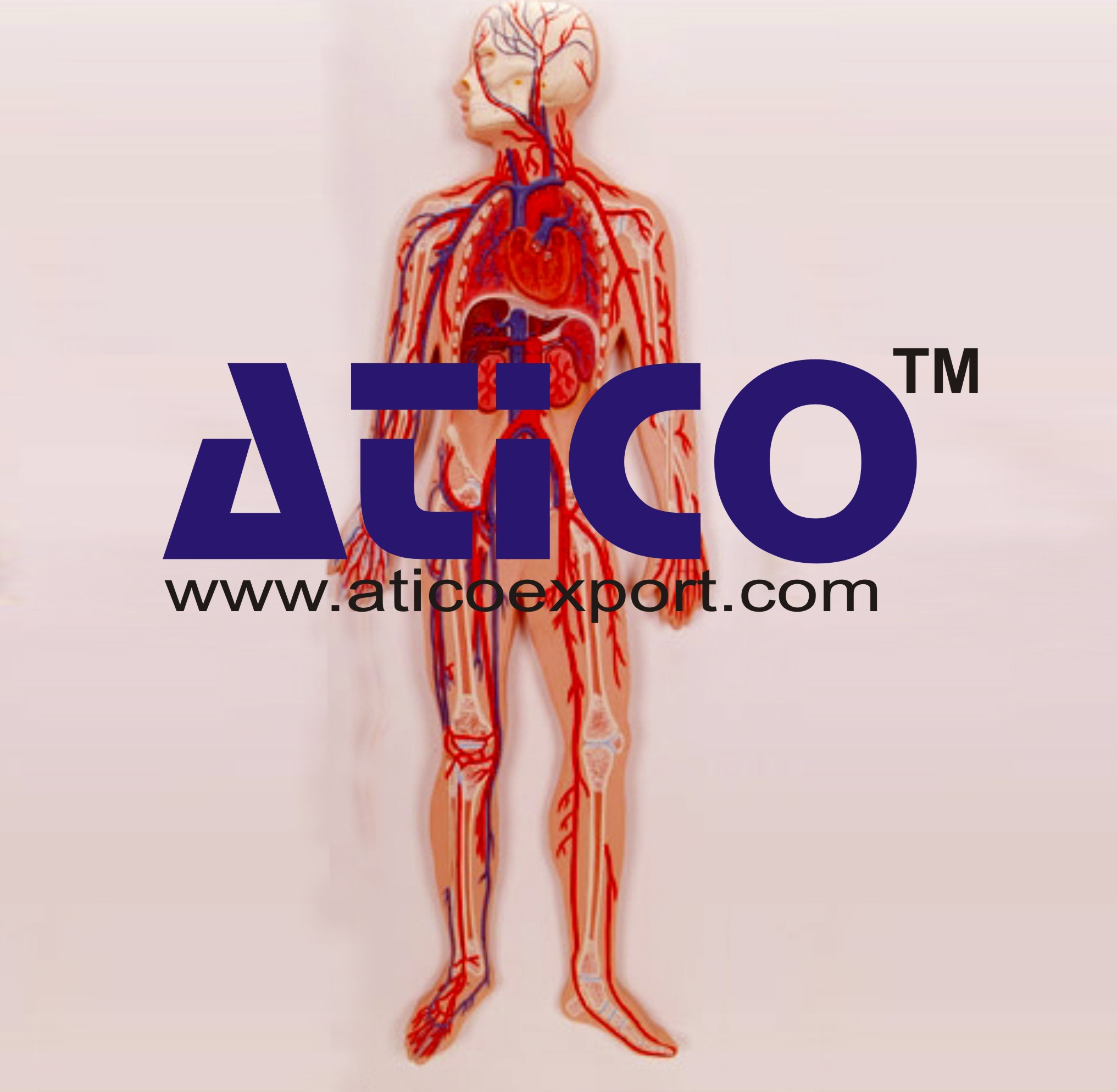 Human Circulatory System