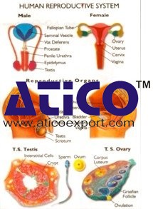 Human Reproduction Charts
