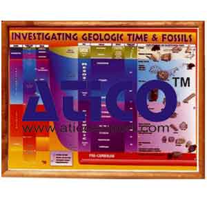 Investigating Geological Time And Fossils Chart