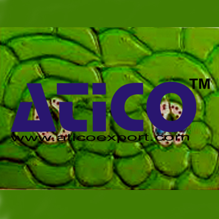 Leaf Stomata Model manufacturers, suppliers and exporters