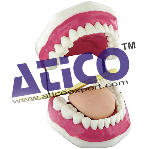 Oral Hygiene Model