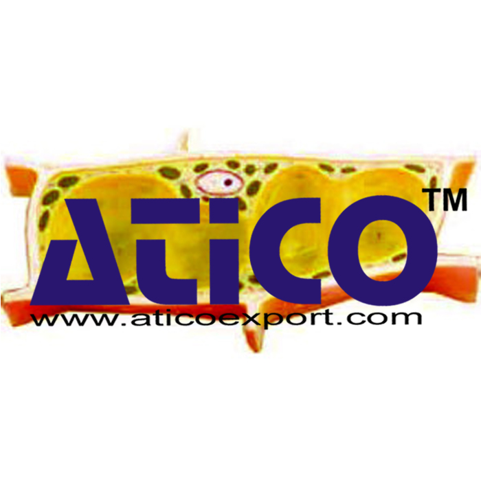 Plant Cell