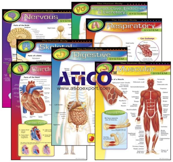 Special Human Physiology Charts