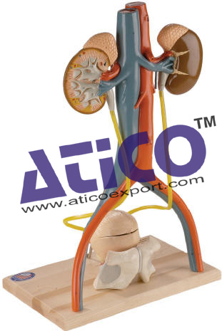 Urinary System