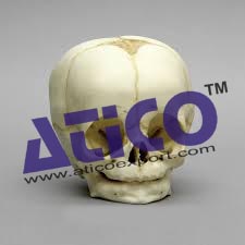 Baby Skull