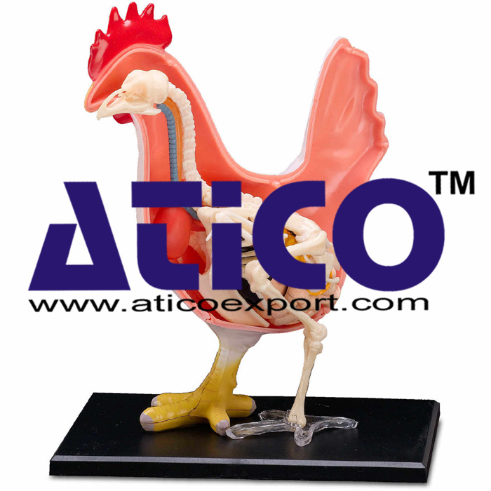 Chicken Dissection Model