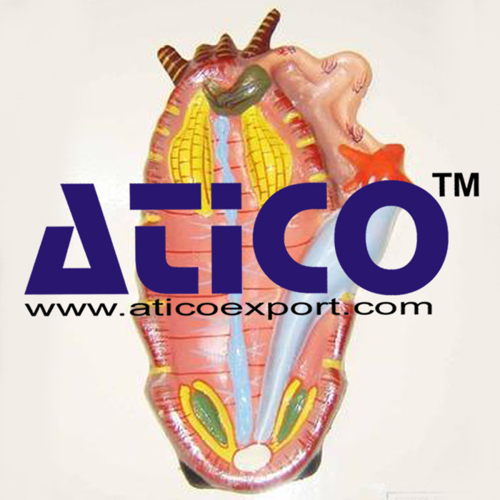 Cockroach Dissection Model