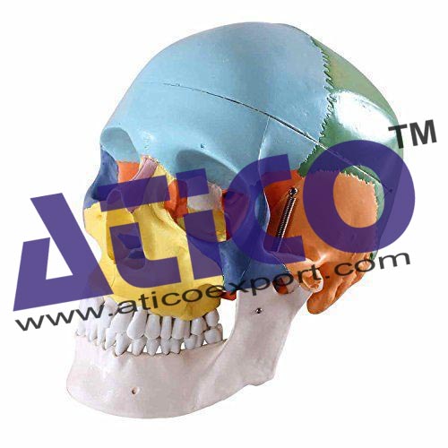 Coloured Skull - 3 Parts