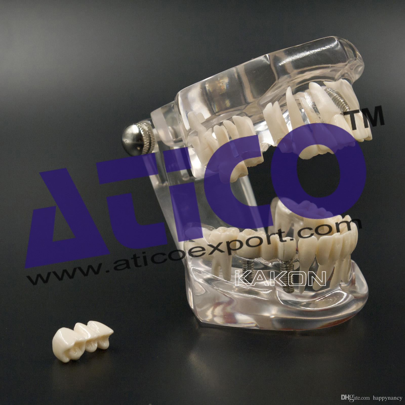 Deciduous Teeth Model
