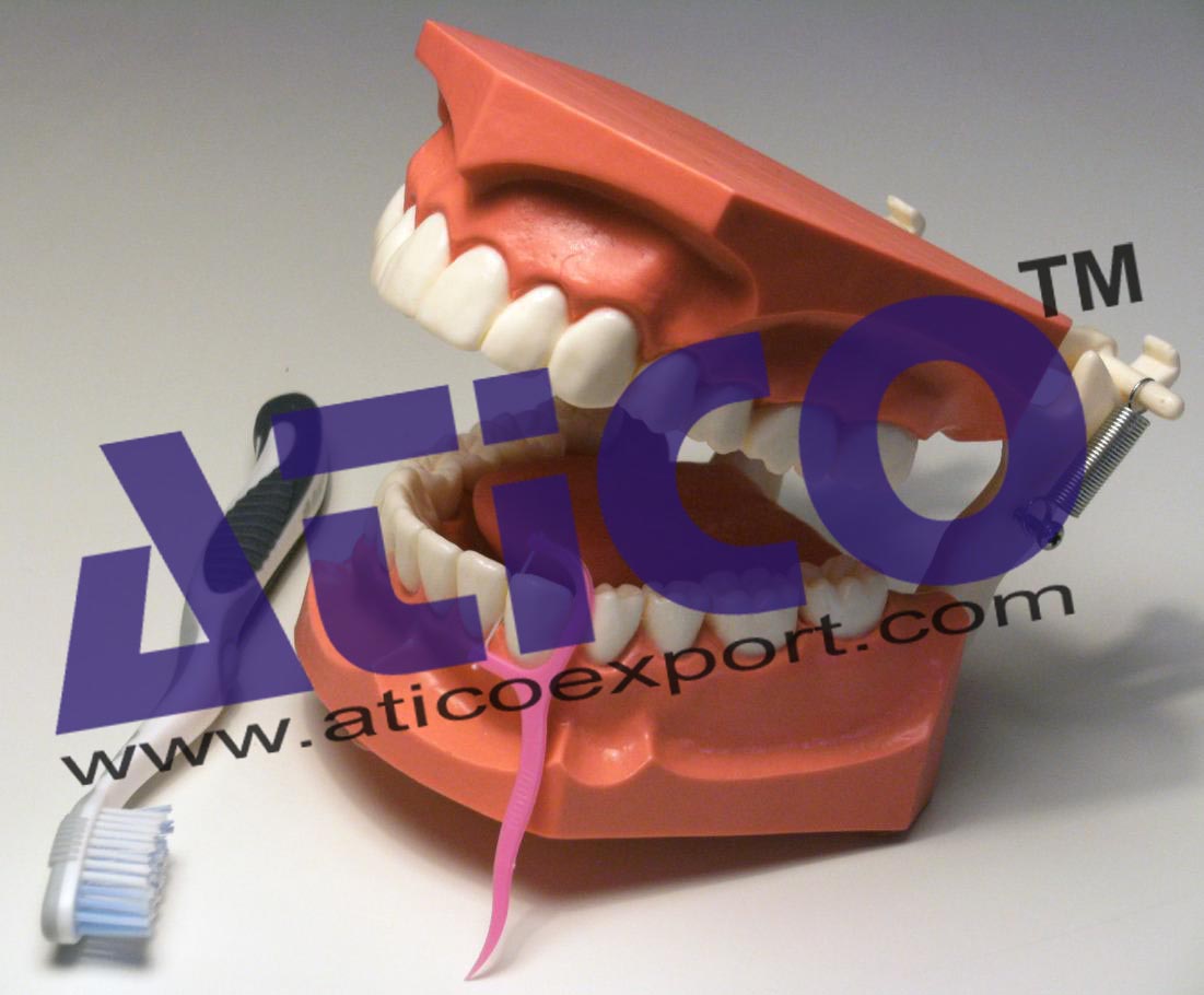 Dental Hygiene Model