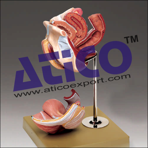 Female Genital Organs Model
