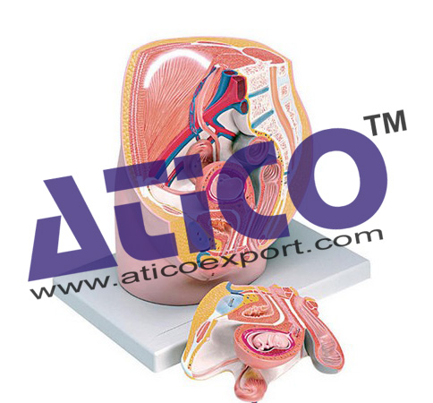 Female Pelvis With 8-Week Ebryo - 3 Parts