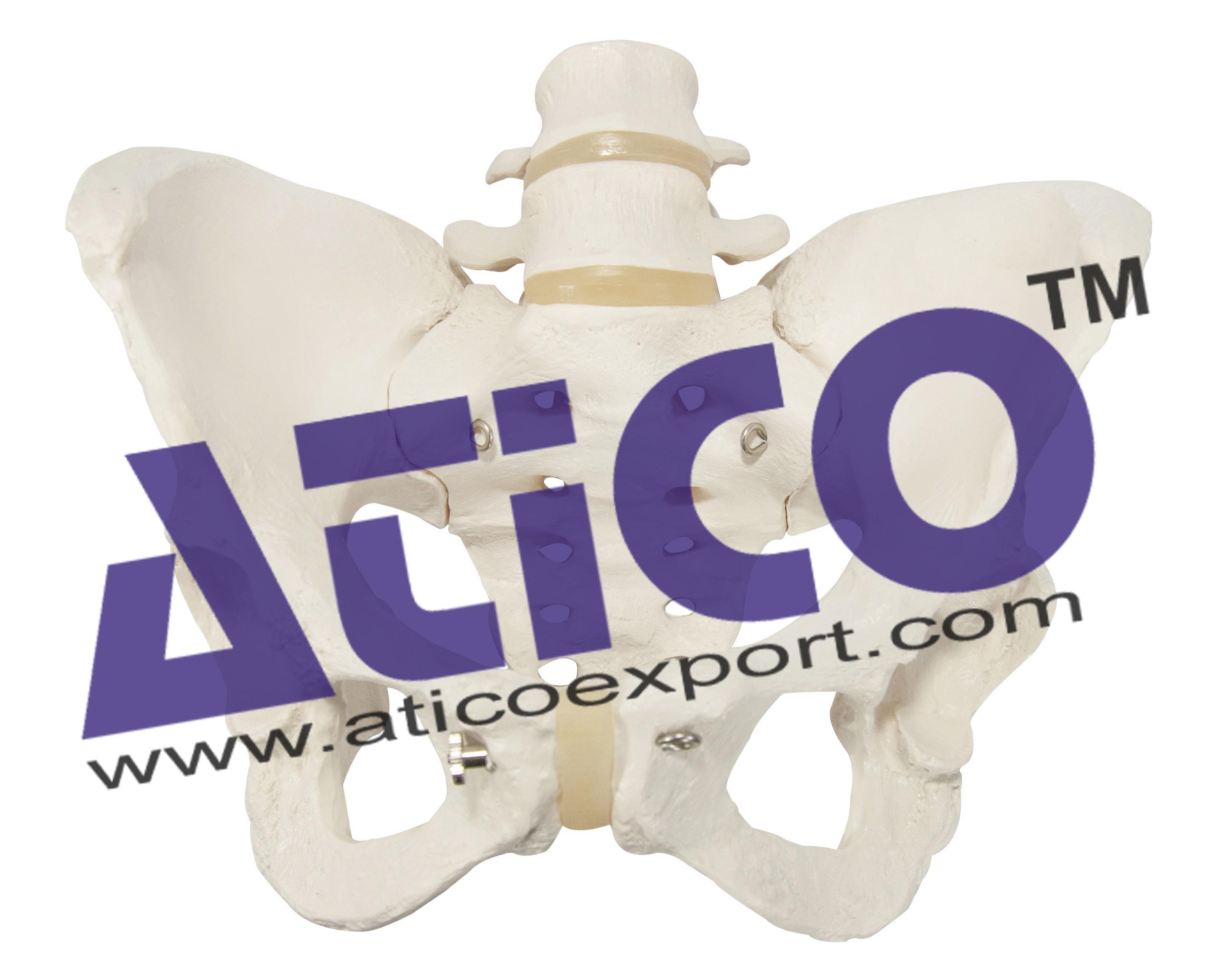 Female Skeletal Pelvis
