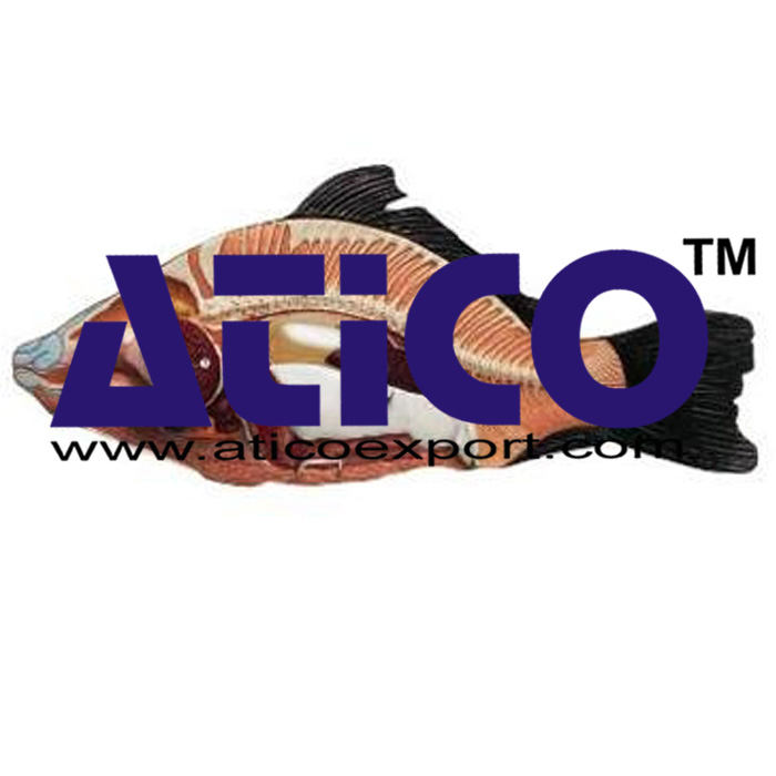 Fish Anatomy Model