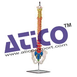 Flexible Spinal Column With Colour Coded Regions