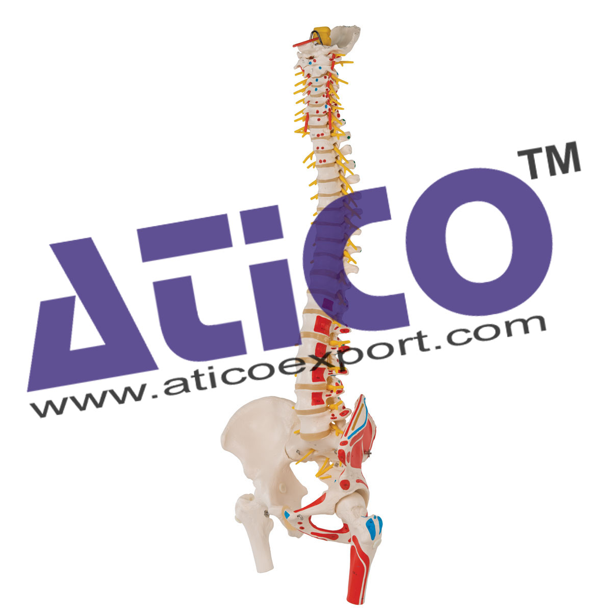 Flexible Vertebral Column With Femur Heads And Muscle Insertions
