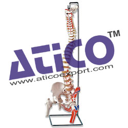 Flexible Vertebral Column with Femur Heads, Muscle Insertions, Removable Sacral Crest