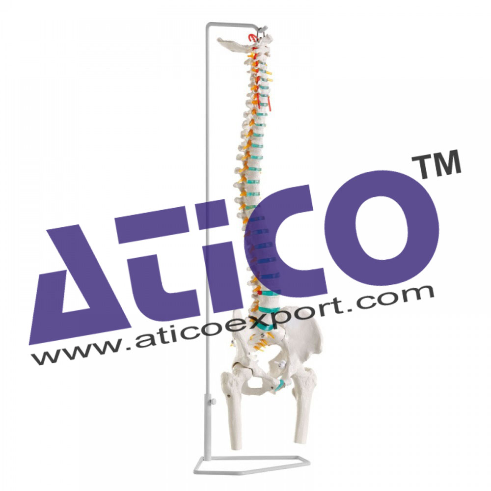 Flexible Vertebral Column With Femur Heads