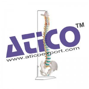 Flexible Vertebral Column