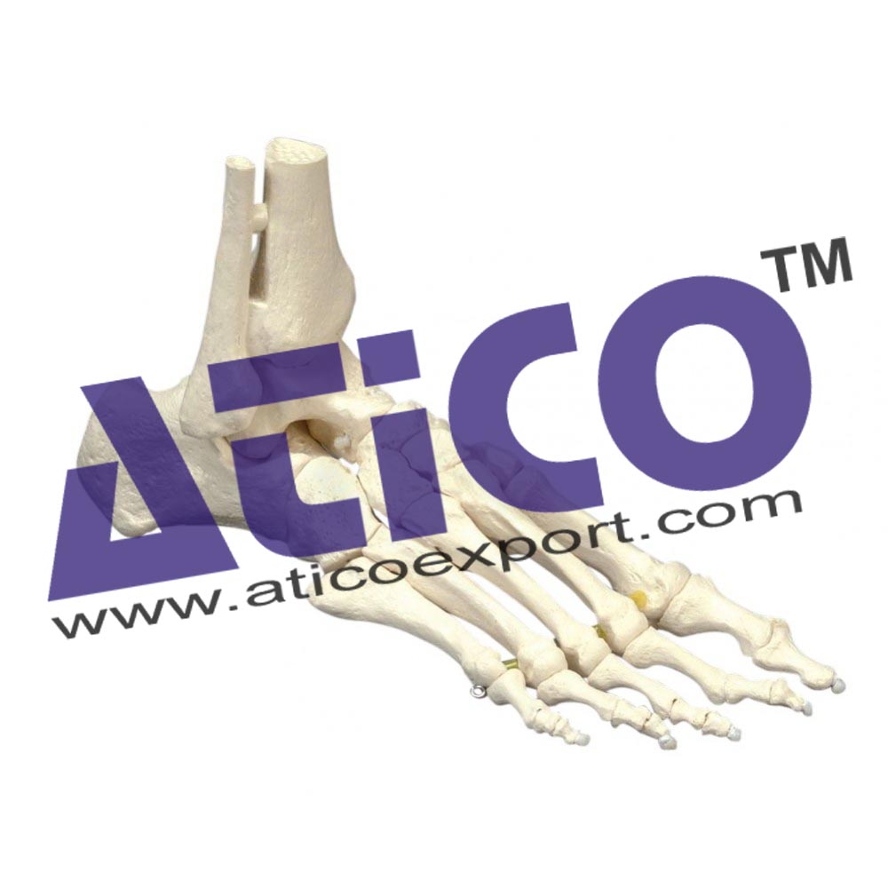 Foot Bones