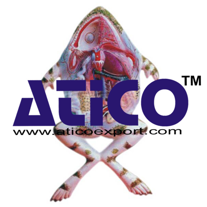 Frog Dissection Model