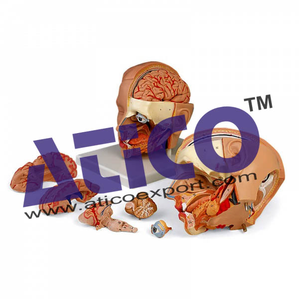 Head Model 6 Part