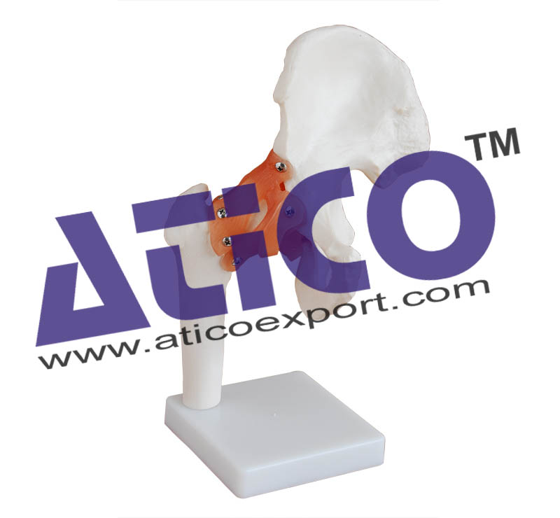 Hip Joint