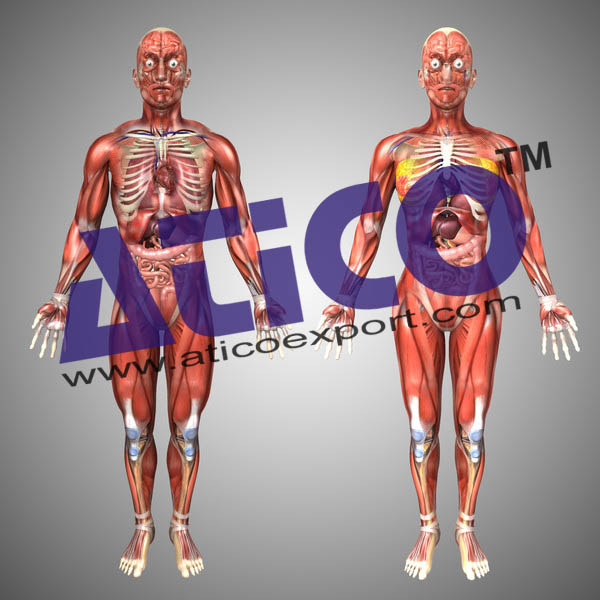 Human Muscular Skeleton