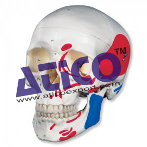 Human Muscular Skull - 3 Parts