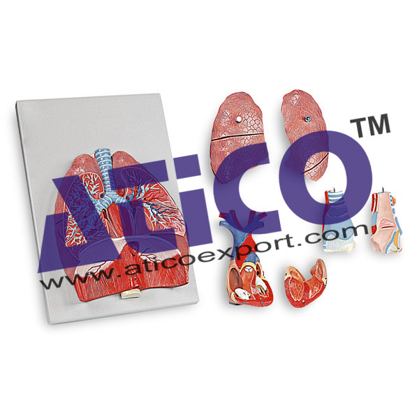Human Respiratory System - 7 Parts