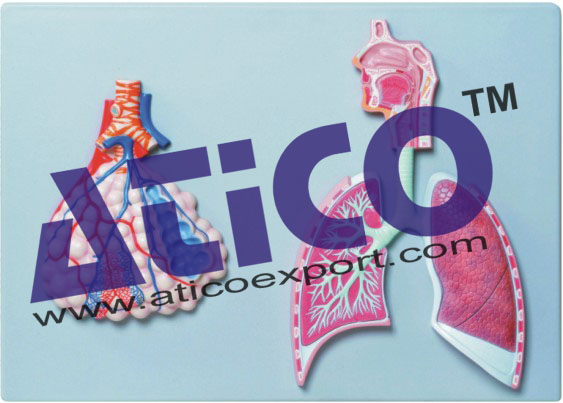 Human Respiratory System With Magnified Alveolus