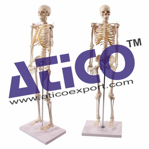 Human Skeleton Life Size