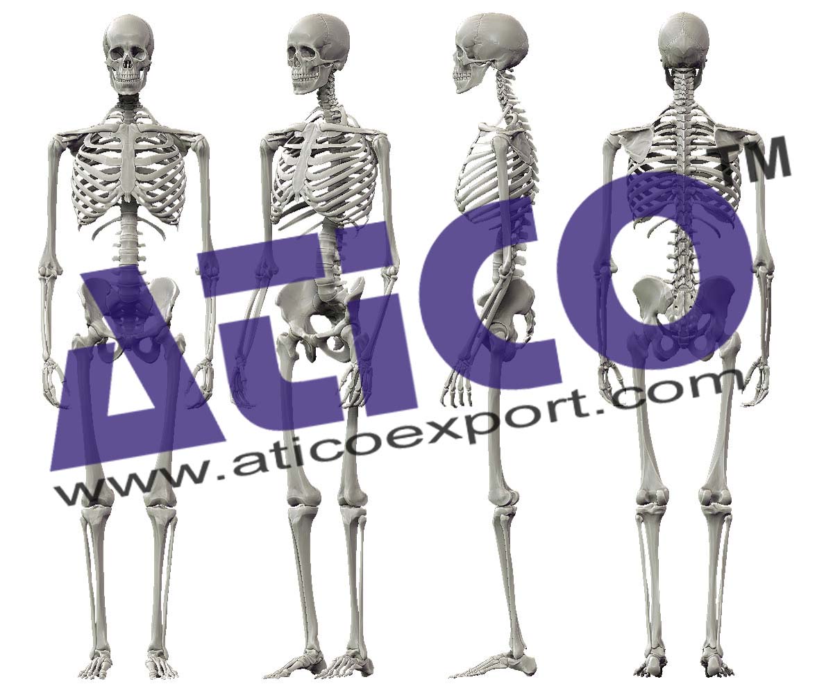Human Skeleton
