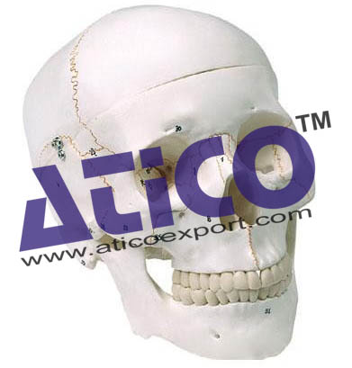 Human Skull, 3 Parts Numbered