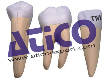 Incisor Canine And Molar