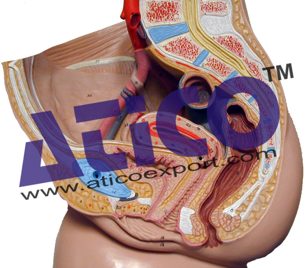 Internal Female Reproductive Organs