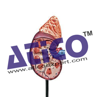 Kidney Section With Renal Nephron And Renal Corpuscle