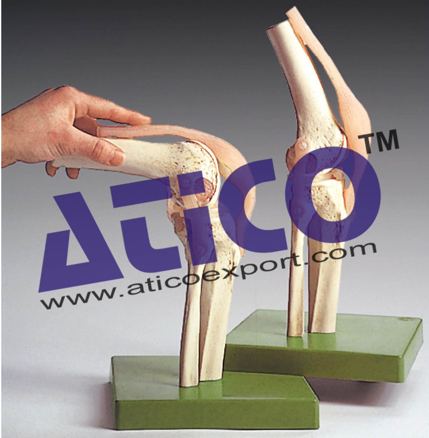 Knee Joints Set